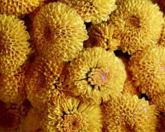 Tapeta Nature Flowers 496.jpg